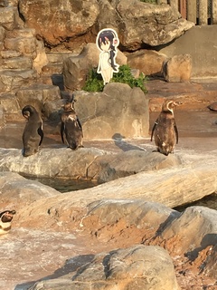 フルル＆グレープ